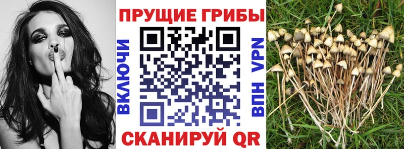 где можно купить наркотик Пойковский Галлюциногенные грибы Cubensis